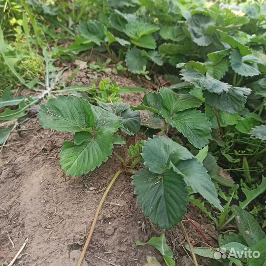 Саженцы клубники Купчиха