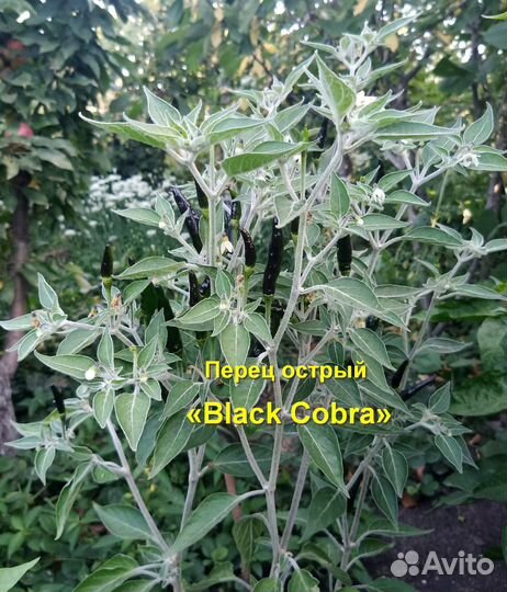Перец острый Black Cobra (Черная кобра) 10 семян