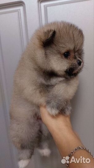 Померанский шпиц