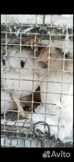 Куры Несушки