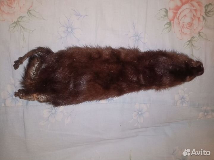 Шкурка норки