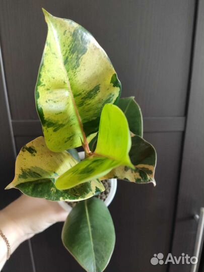 Цветы:Фикусы, Бегония, Пеперомия, Традесканция