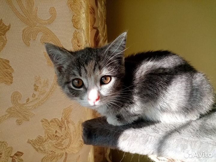 Котята с Доставкой