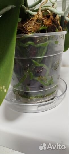 Орхидея фаленопсис