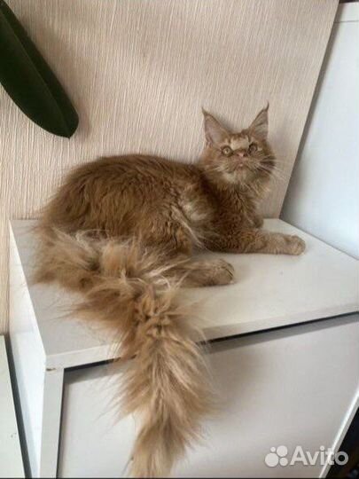 Мейн-кун красный