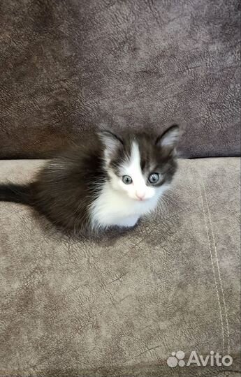 Котята в добрые руки 1 месяц