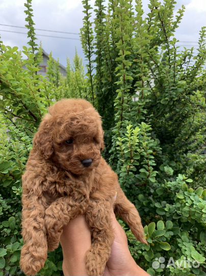 Щенки той пуделя