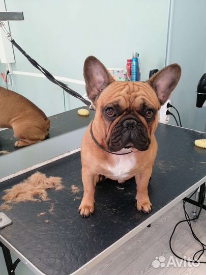 Стрижка собак