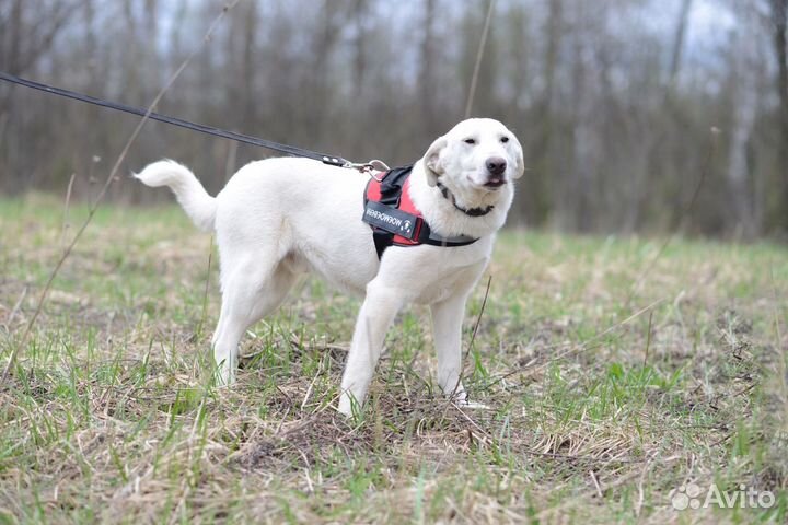 Метис лабрадора Рик 7 мес ищет дом