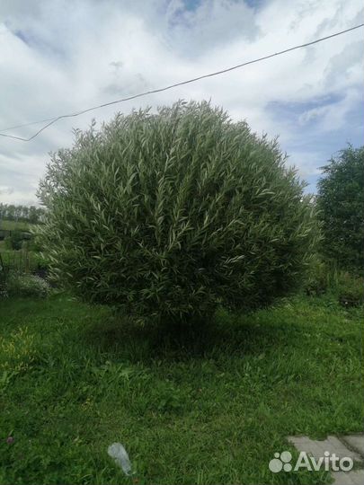 Ива шаровидная