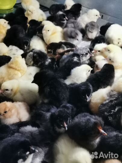 Цыплята