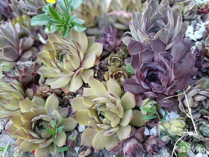 Молодило,каменная роза, опунции, суккуленты