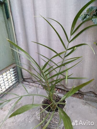 Финиковая пальма