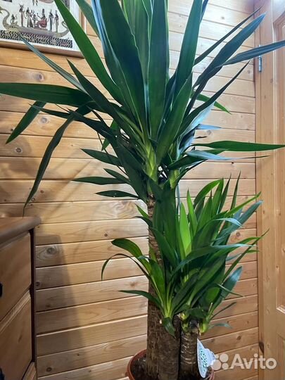 Пальма юкка D- 21 /H-110 -3 ствола