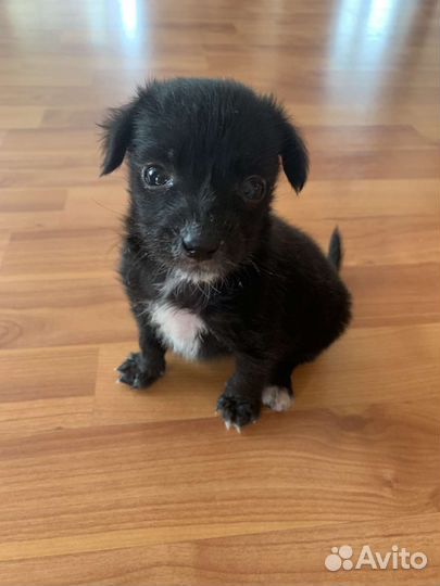 Щеночки девочки