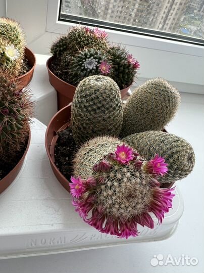 Кактус цветущий