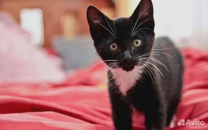 Отдам в хорошие руки