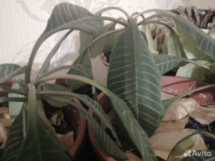 Молочай гребенчатый