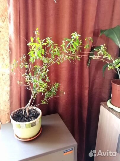 Гранат Комнатный.(Взрослое растение)