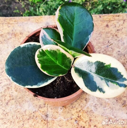 Хойя Лиза и Блонди