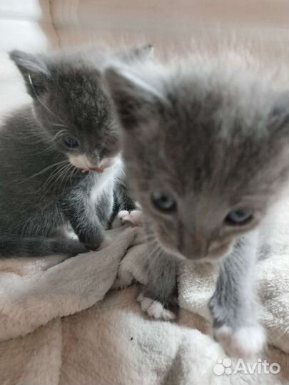 Котята в добрые руки бесплатно