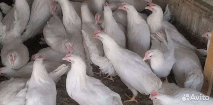 Куры-несушки