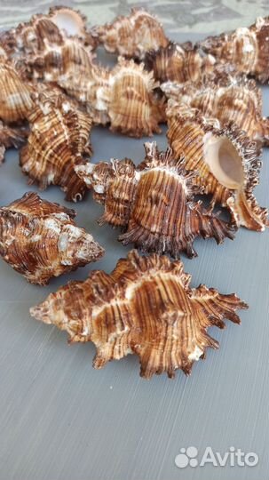 Ракушки мурекс 9-11 см