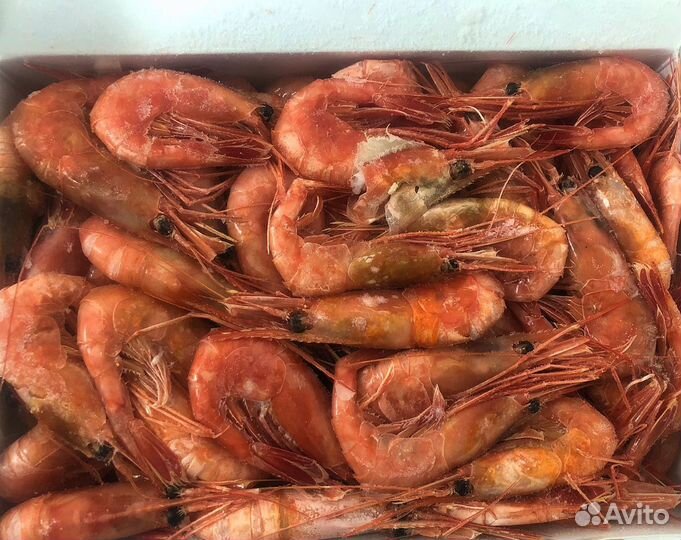 Креветка Северная