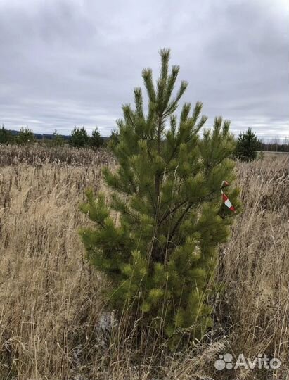 Сосна / Ель обыкновенная
