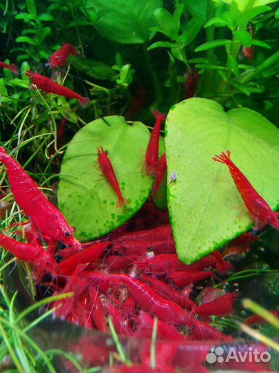 Аквариумные креветки и растения