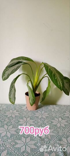 Аглаонема сильвер бей