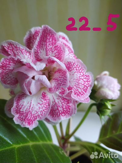 Глоксинии. Детки