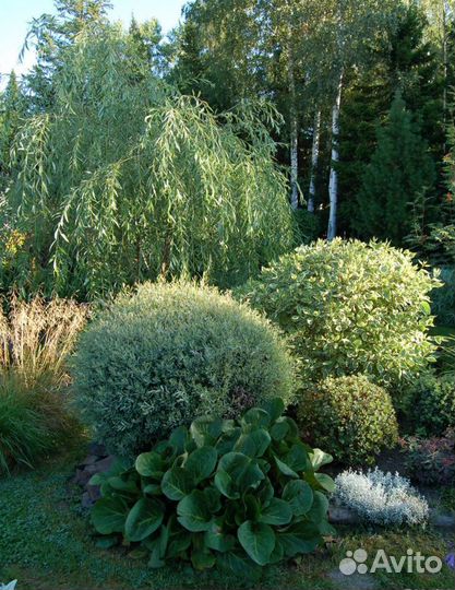 Ивы Нана, плакучая Шатер, Матсудана