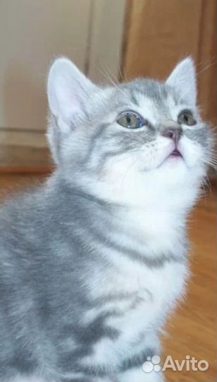 Британские котята