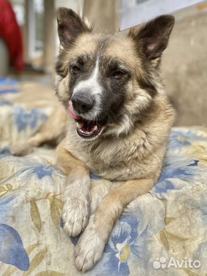 Собака красавица