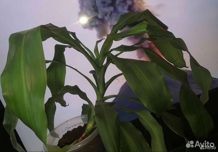 Пальма Драцена Душистая