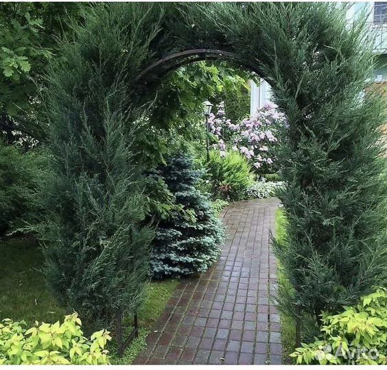 Можжевельник казацкий