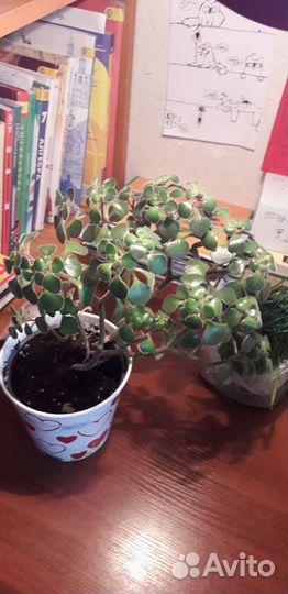 Аихризон дерево любви