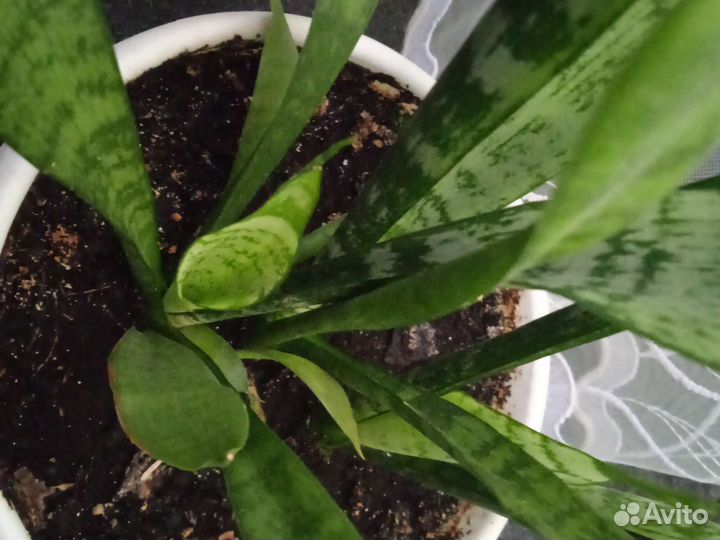 Сансевиерия