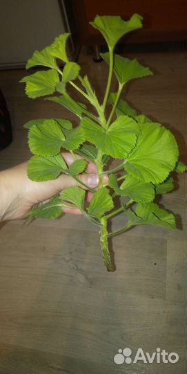 Королевская пеларгония