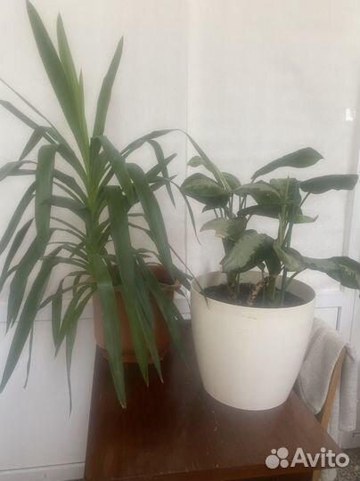 Цветы Юкка, фикус, щючий звост и другие