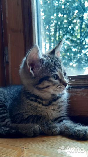 Найдёныши. Котята в дар добрым людям)