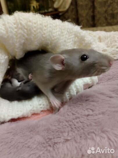 Крысята Дамбо