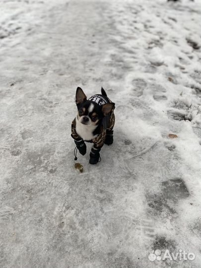 Кабель чихуахуа для вязки