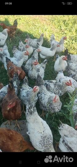 Куры молодки несушки