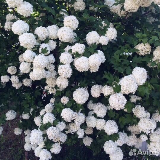 Калина бульденеж