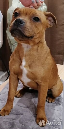 Щенок стаффордширского бультерьера