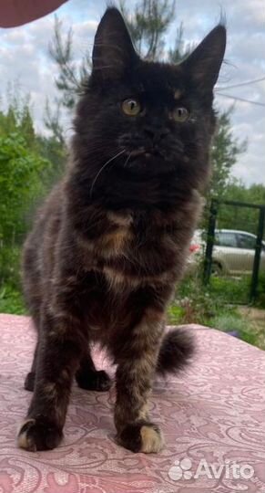 Мэйнкун котята