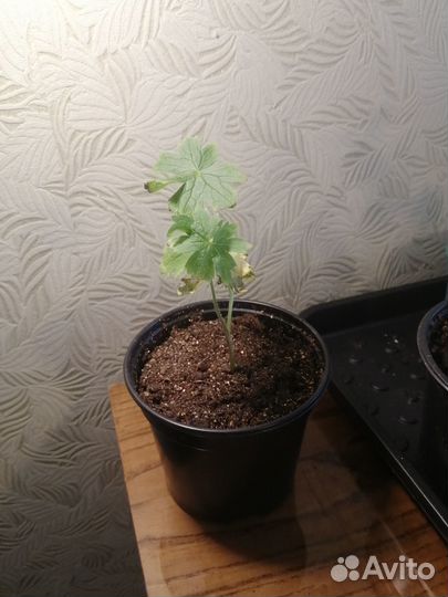 Рассада дельфиниума