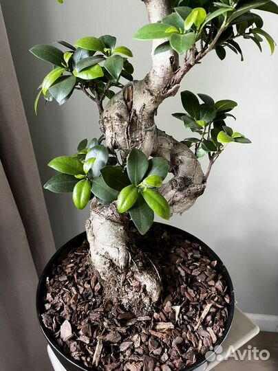 Бонсай подарок для руководителя